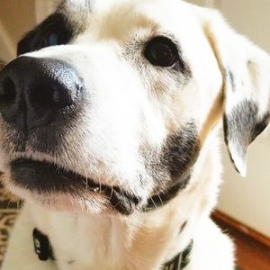 Meet your Posher, Lucy